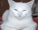 mewing emote