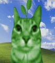gatoplanta emote