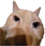 fenward emote
