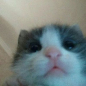 xrangerde avatar