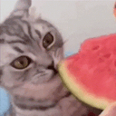 Watermelon animated emote