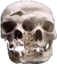 skull_merged2 emote