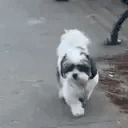 Caughtmydogdoingaliltwostepattheparklikeitsnothing emote