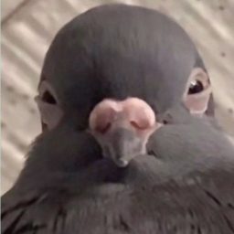 pipkinbee avatar