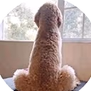 Dog emote