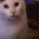 huh emote