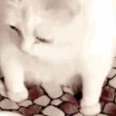 puke emote