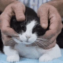 catpets emote