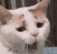 catyawn emote