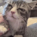 AlrightWave emote