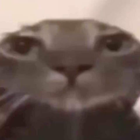 Cat_Bruh static emote