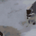 mapacherobandocomidaagatosysalecorriendoenputiza animated emote