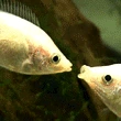 FishKisses emoji
