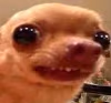 AwkwardDoggy emote