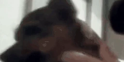 ahaMiska emote