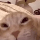 OmegalulCat emote