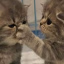 shut emote