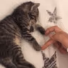 Catz_Luv emote