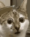 uhh emote