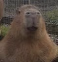 poj emote