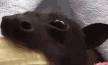 EatDaBanana emote
