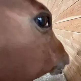 Sus emote