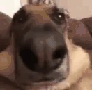 AYO emote