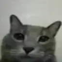 stupidcat emote