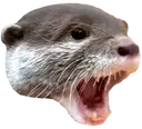 OtterPog emote