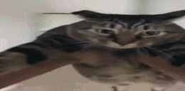 catSpin emote