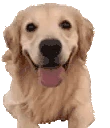 doggoLeave emote