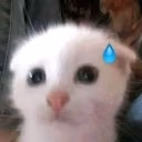 Cat_Scared emote