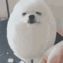 eggdog emote