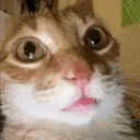 catWink emoji