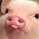 pigBelp emote