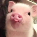 pig emote