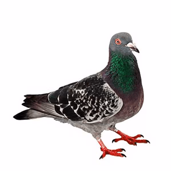 pigeon emote