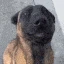 happy_dog_tailwag emoji