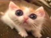Uh emote