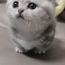 meeow emote