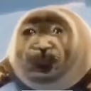 pleadingseal emote