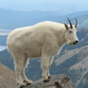 jepthegoat avatar