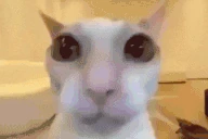 catSmack emote