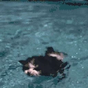 swimming emote