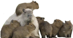 CapyCouncil emote