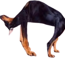 AsuKayang emote