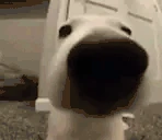 SNIFF emote
