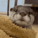 OtterKiss emote