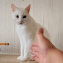 Shake emote