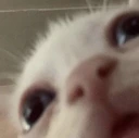 catpeek emote